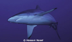 Grey Reef Shark (Carcharhinus ammblyrhynchos) by Hossam Nasef 